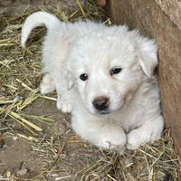 Cuccioli Pastore maremmano