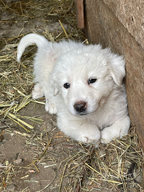 Cuccioli Pastore maremmano