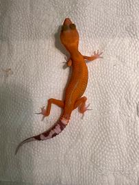 Geco leopardino