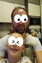 Copia pyrrhura pineapple allevati a mano