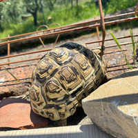 Tartaruga pardalis