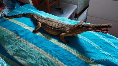 Coccodrillo e alligatore