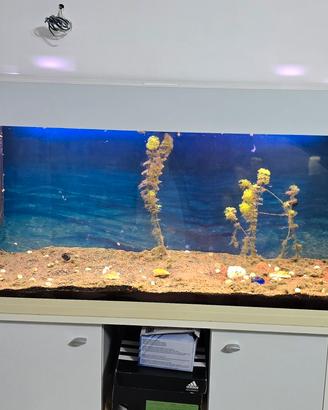 Acquario dubai 100 LED - 190 L