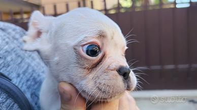 Bulldog Francese Esotico