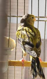 Canarini isabella giallo