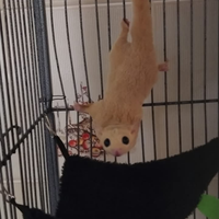 Petauri dello zucchero leucistic