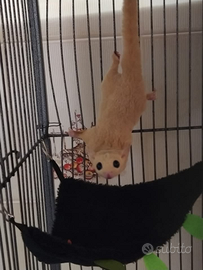 Petauri dello zucchero leucistic