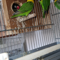 Inseparabili personata