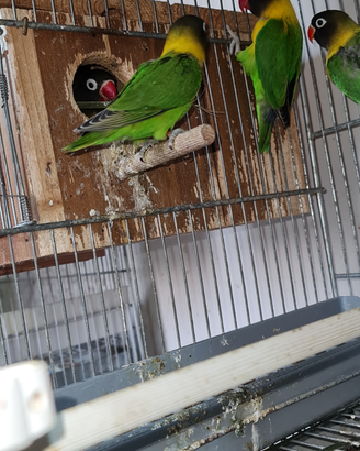 Inseparabili personata