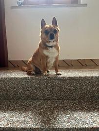 Chihuahua da monta