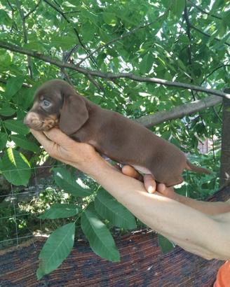 Bassotto cioccolato cuccioli