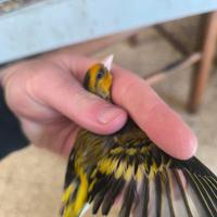 Cardellino maschio