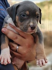 Pitbull