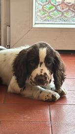 Maschio Springer Spaniel inglese