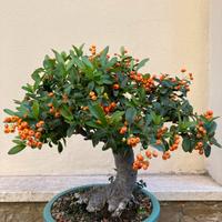Bonsai Pyracantha