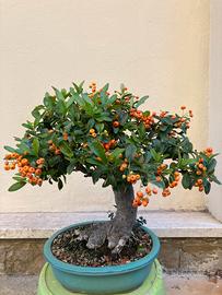 Bonsai Pyracantha
