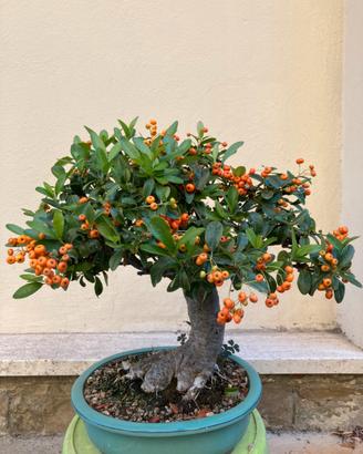 Bonsai Pyracantha