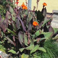 Canna indica orange
