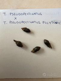 Semi turbinicarpus pseudopectinatus