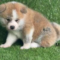 Akita inu con pedigree enci
