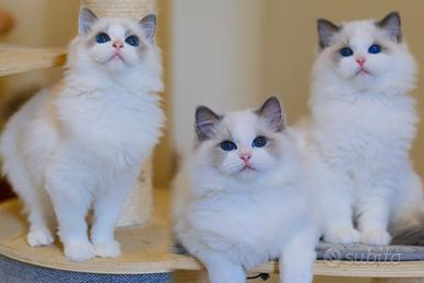 Cuccioli Ragdoll con pedigree di CFA