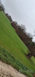 Terreno agricolo Sassoferrato zona Roncioni