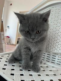 British Shorthair