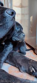 Cucciolata di cane corso