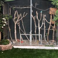 Voliera completa con parrocchetti dal groppone