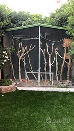 Voliera completa con parrocchetti dal groppone