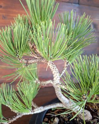Bonsai di Pino Loricato. Visita il profilo.