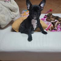 Bouledogue francese