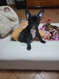 Bouledogue francese