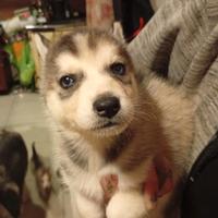 Cuccioli husky