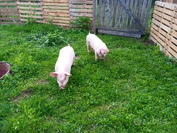 Maiali per malghe