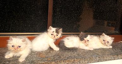 CUCCIOLI DI GATTO PERSIANO