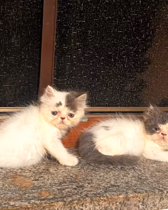 CUCCIOLI DI GATTO PERSIANO