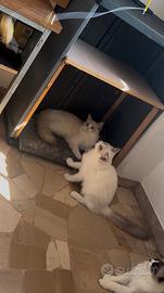 Ragdoll