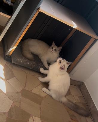 Ragdoll