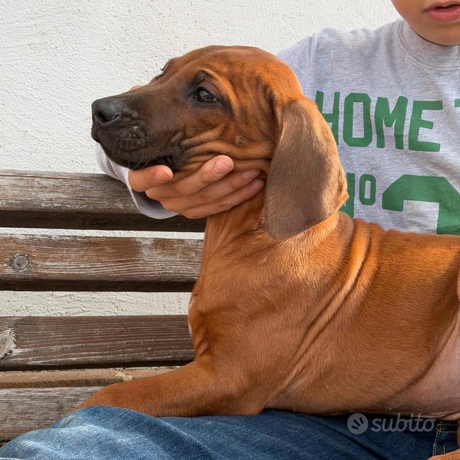 Cucciolo Di Rhodesian Ridgeback, Vecchio 5 Settimane, Condizione