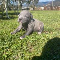 Amstaff blue