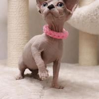Sphynx cucciola