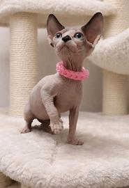 Sphynx cucciola