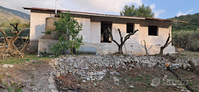 Uliveto con magazino