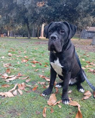 KAYDO CORSO puro in adozione