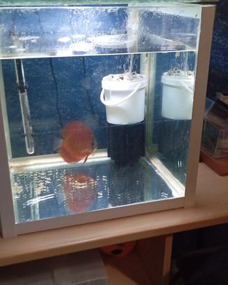 Acquario cubo 45x45x45