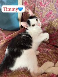 Timmy gattino 3 mesi