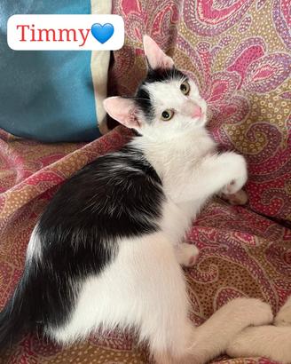 Timmy gattino 3 mesi