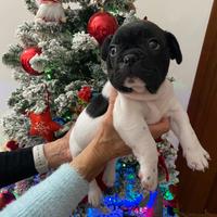 Cuccioli bulldog francese