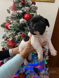 Cuccioli bulldog francese